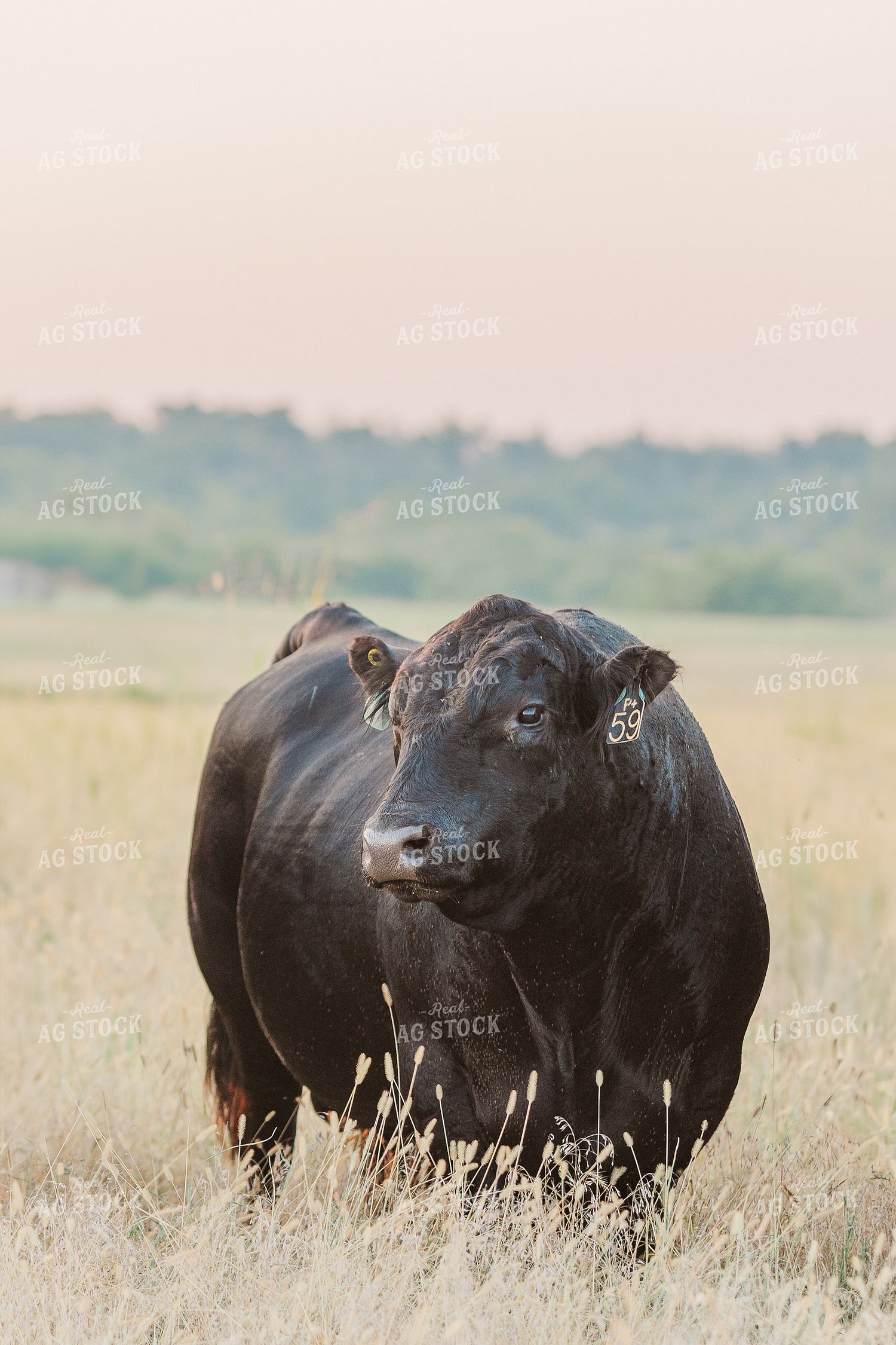 Bulll on Pasture 131039