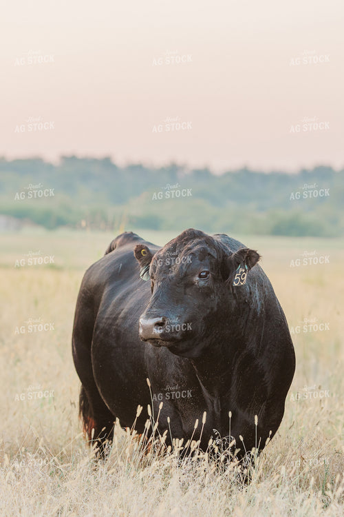 Bulll on Pasture 131039