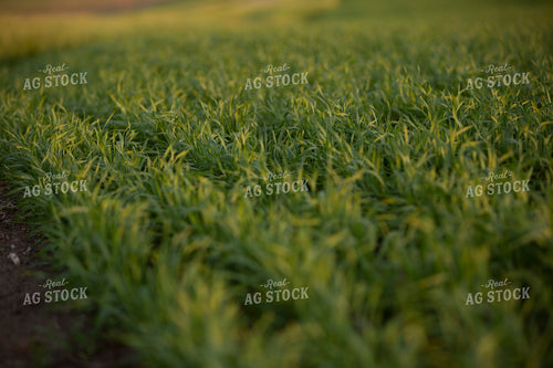 Wheat 2124
