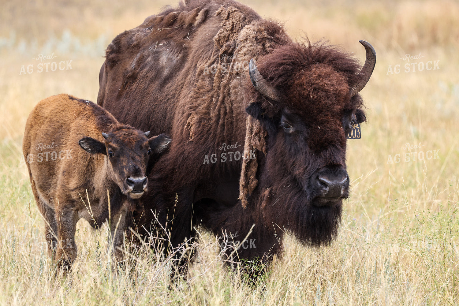 American Bison 261041