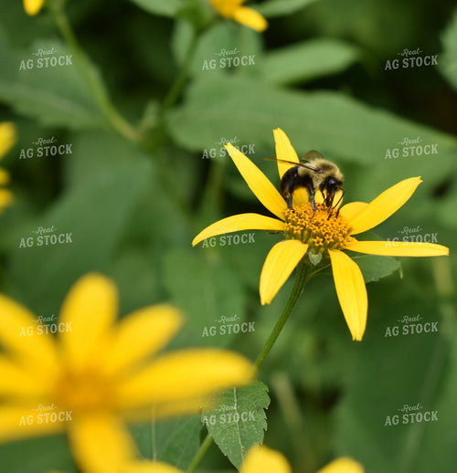 Bee on Flower 84068