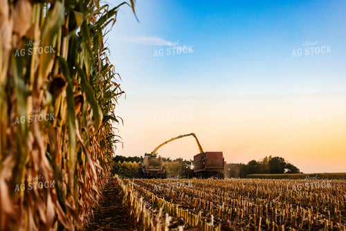 Silage Harvest 152302