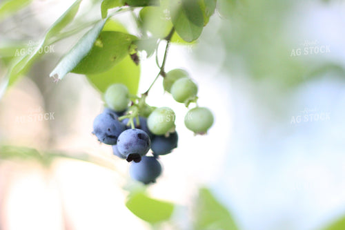 Blueberries 73062