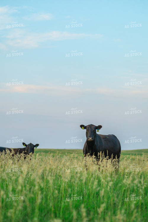 Black Angus Cattle in Pasture 123017