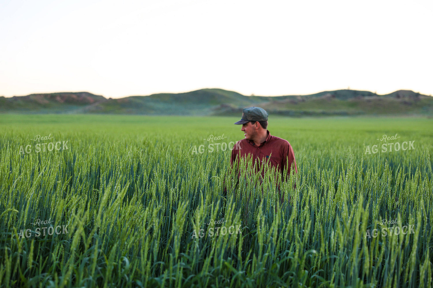 Farmer Standing in Willow Creek Winter Wheat 87000