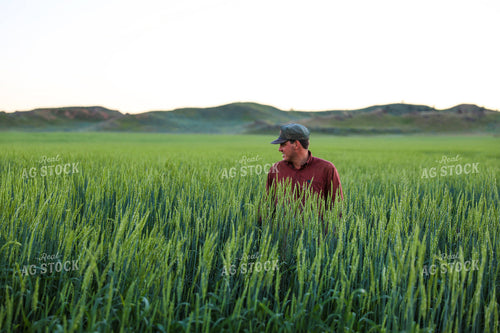 Farmer Standing in Willow Creek Winter Wheat 87000