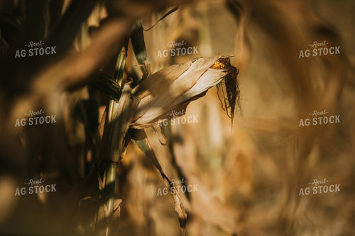 Dried Corn in Field 4737