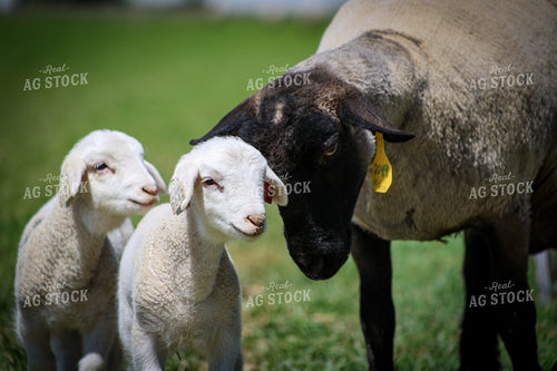 Lambs and Ewes 84264