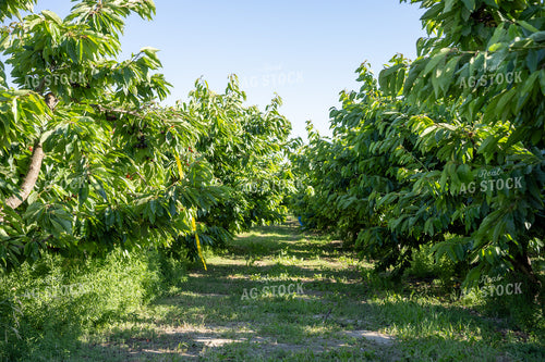Cherry Orchard 65778