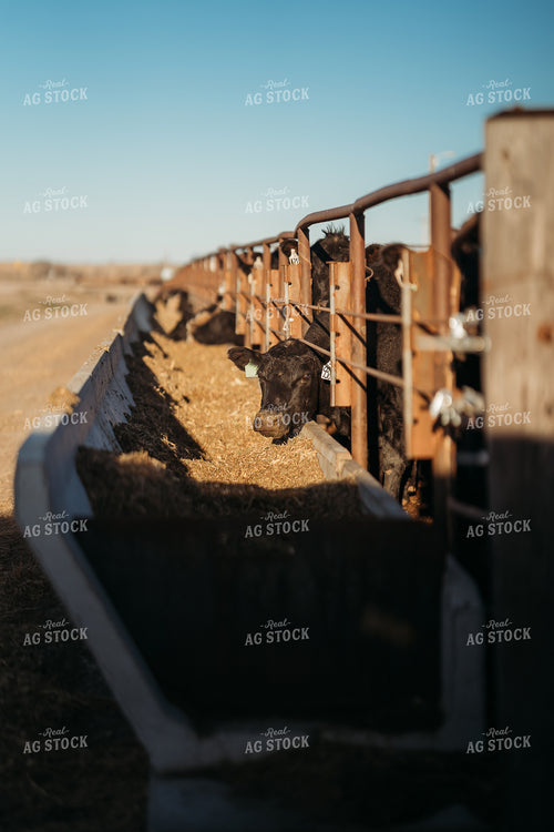 Cattle Eating from Feed Bunk 196196