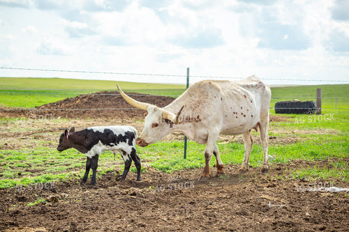Longhorn Cow Calf Pair 155504