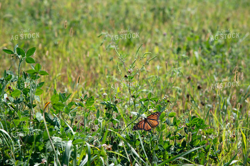 Butterfly Collecting Nectar and Pollen from Wildflowers on CRP Land 25047