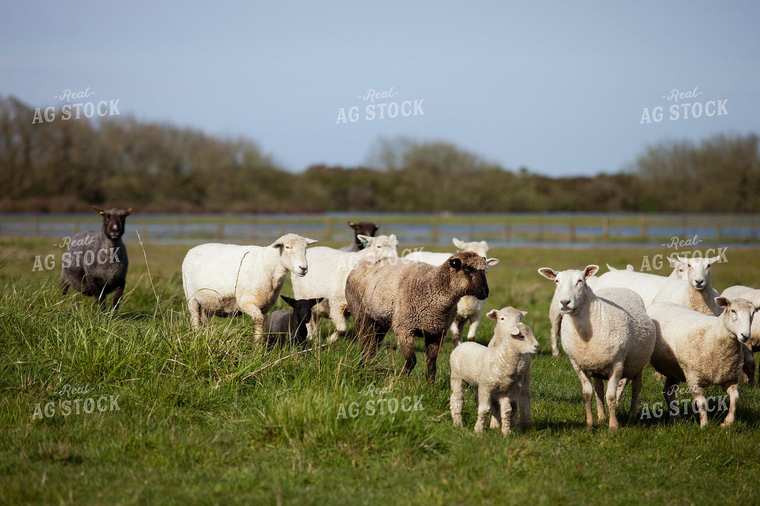 Ewes and Lambs 181008