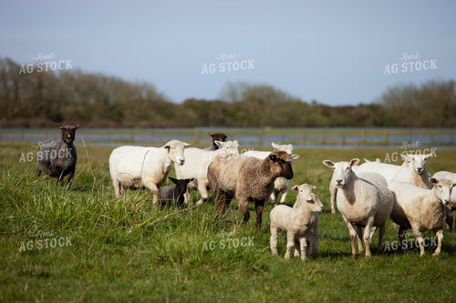 Ewes and Lambs 181008