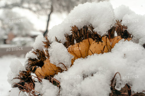 Snow on Water Trough 58254