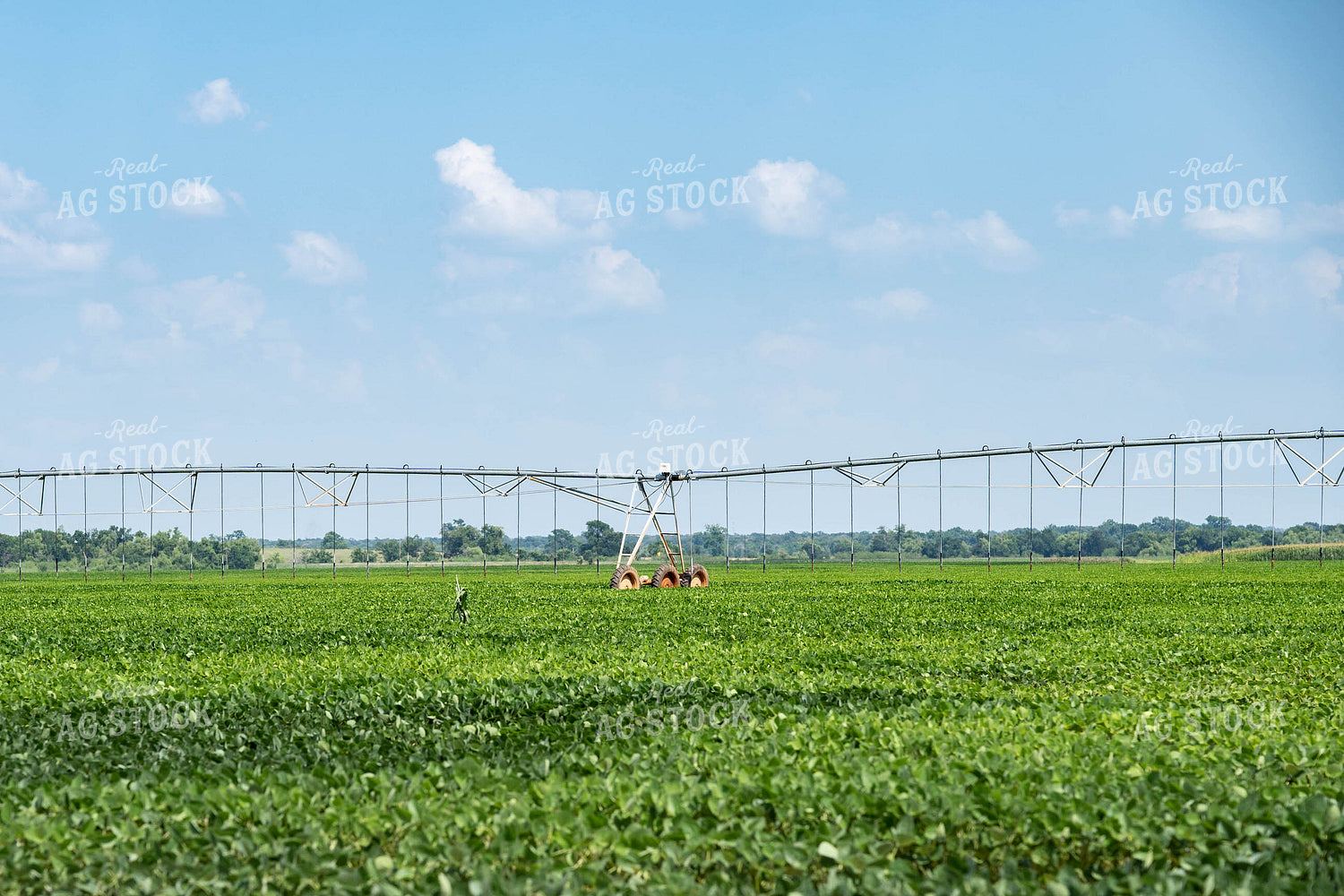 Irrigated Soybeans 91053