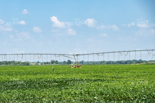 Irrigated Soybeans 91053