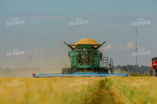 Rice Harvest 291114