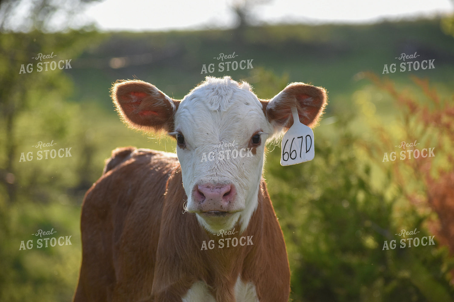 Hereford Calf 176007
