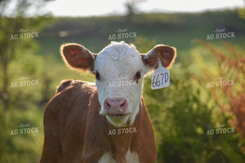 Hereford Calf 176007