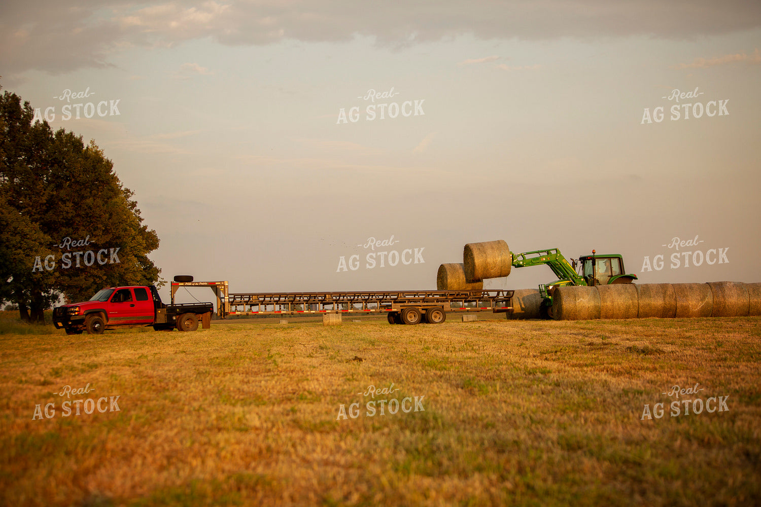 Tractor Loading Hay Bales onto Trailer 5523