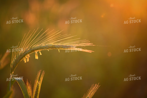 Cereal Rye 191112