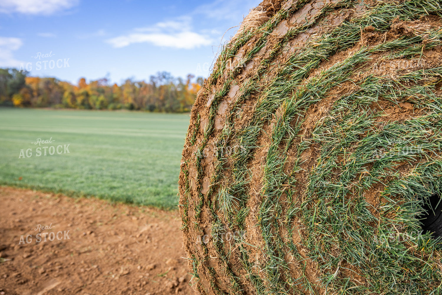 Harvesting Turf 270334