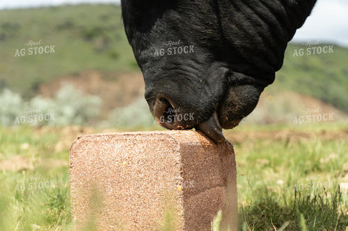 Bull Licking Mineral Block 65649