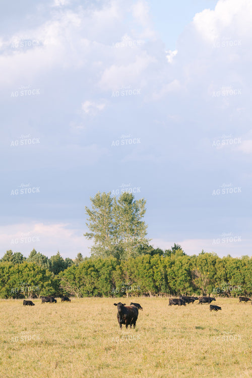 Black Angus Cattle on Pasture 68285