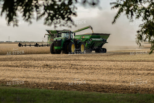Soybean Harvest 93324