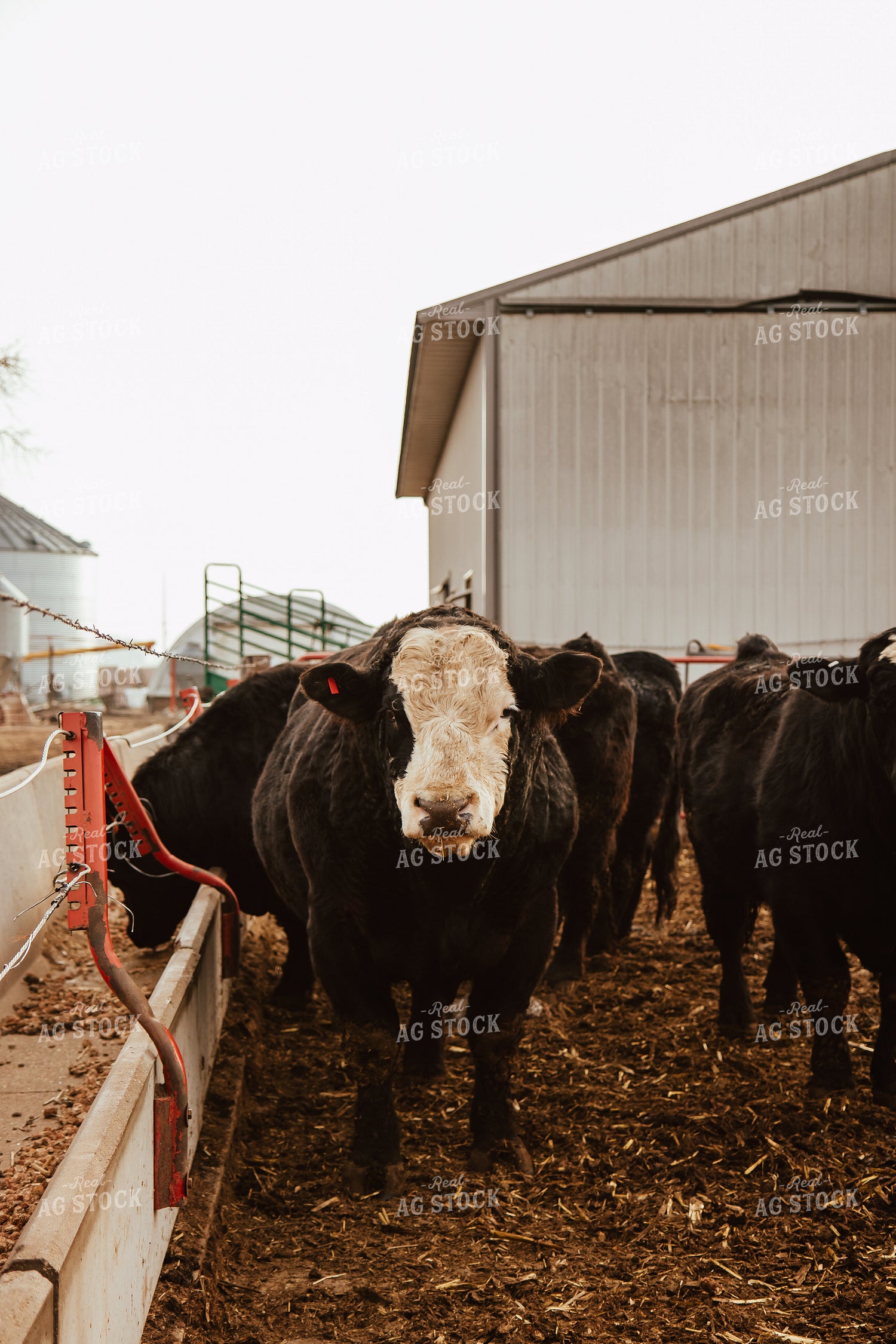 Cattle on Feedlot 67599