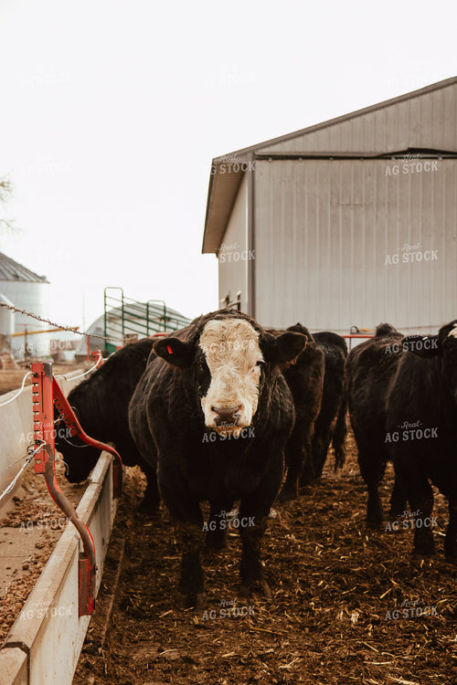 Cattle on Feedlot 67599