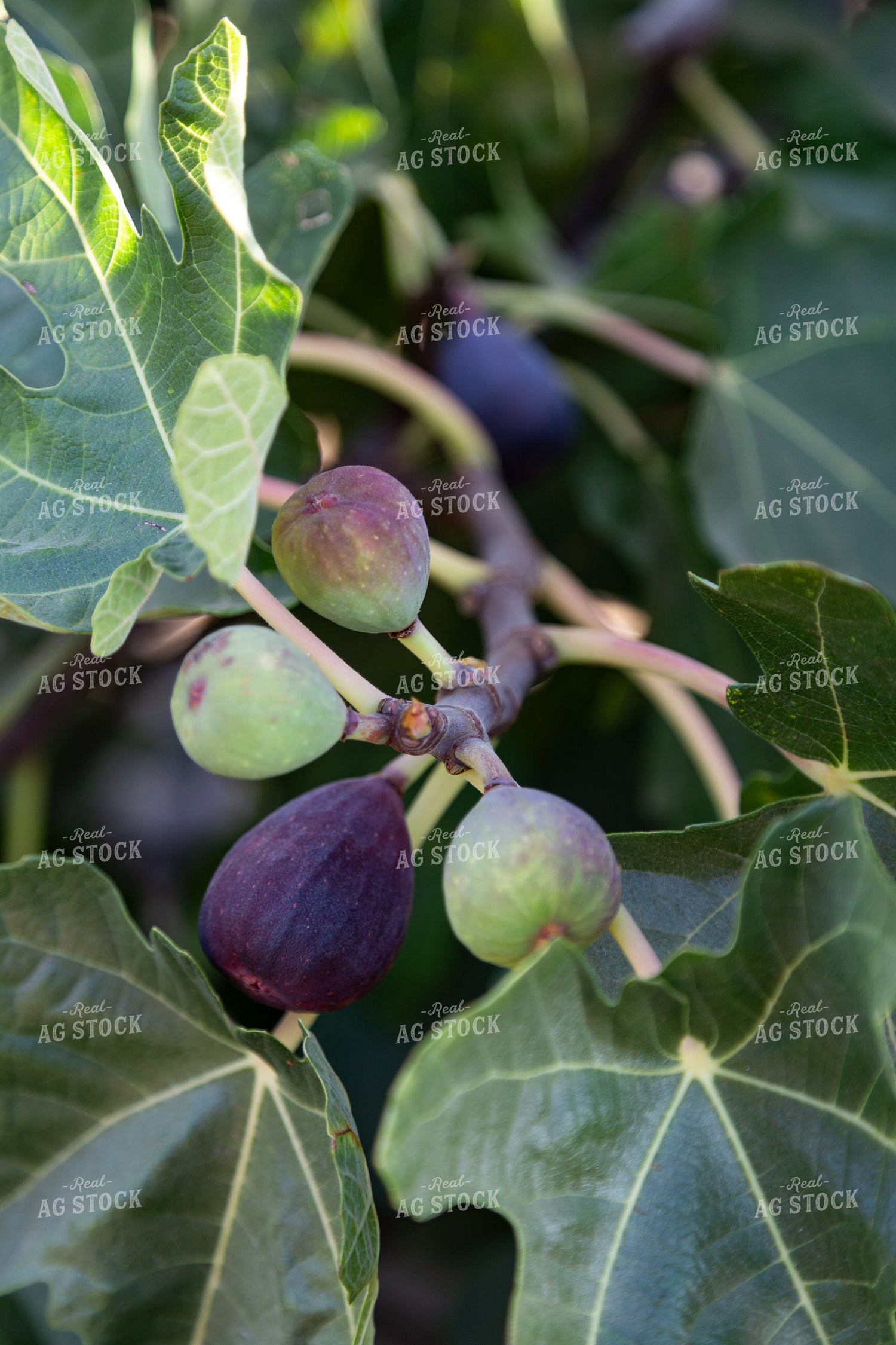 Figs 276016