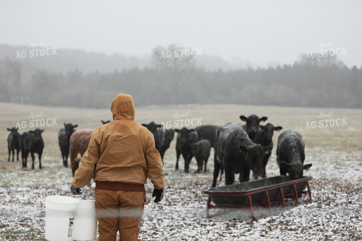 Farmer Feeding Cattle in Snow 262000
