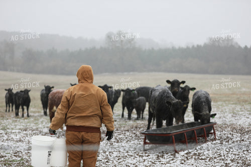 Farmer Feeding Cattle in Snow 262000