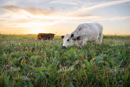 Cattle Grazing 76034