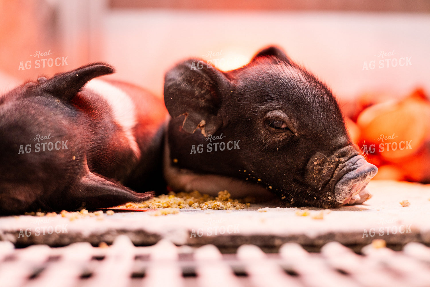Hampshire Piglets 233016