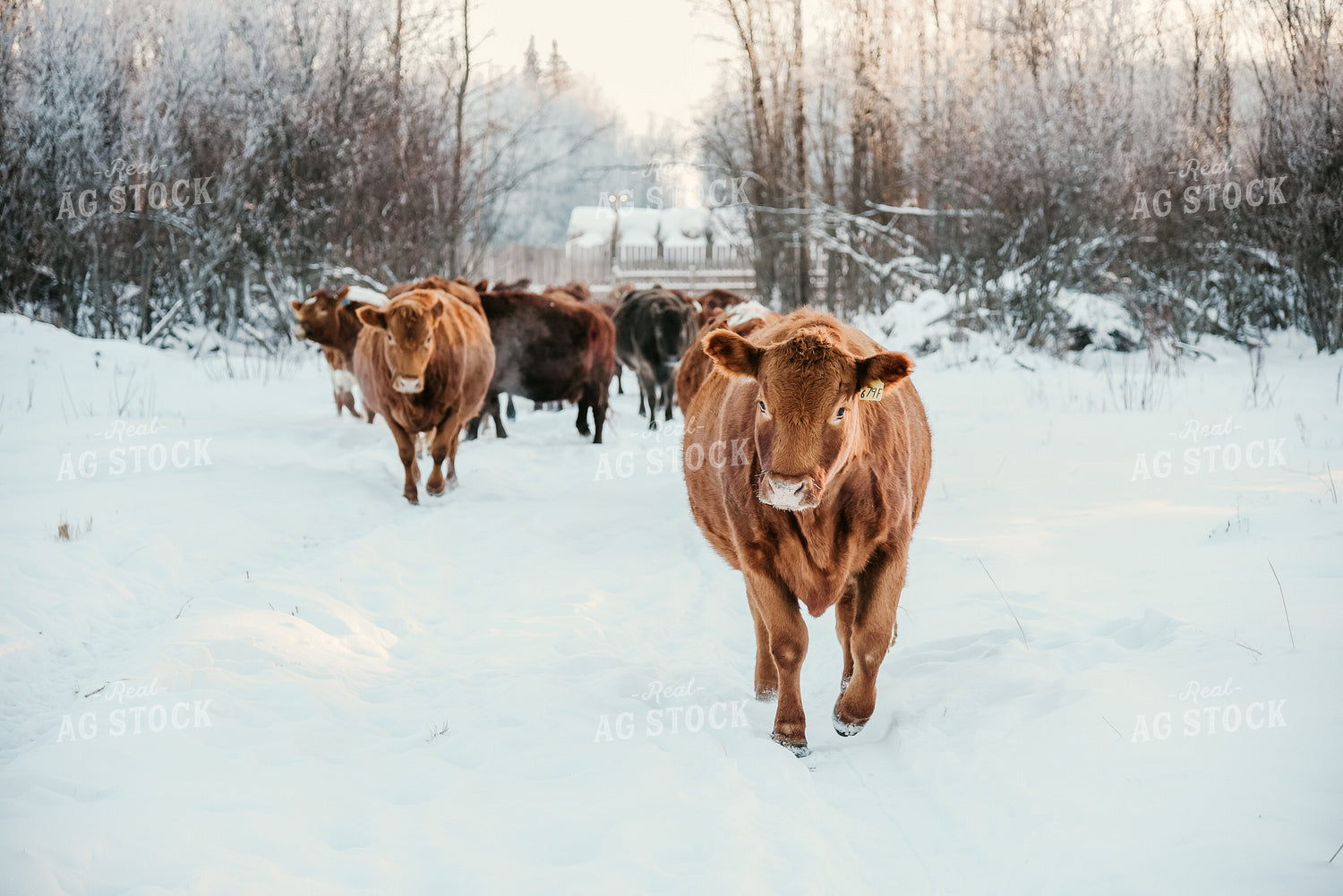 Cattle Walking in Snow 64300
