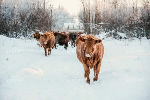 Cattle Walking in Snow 64300