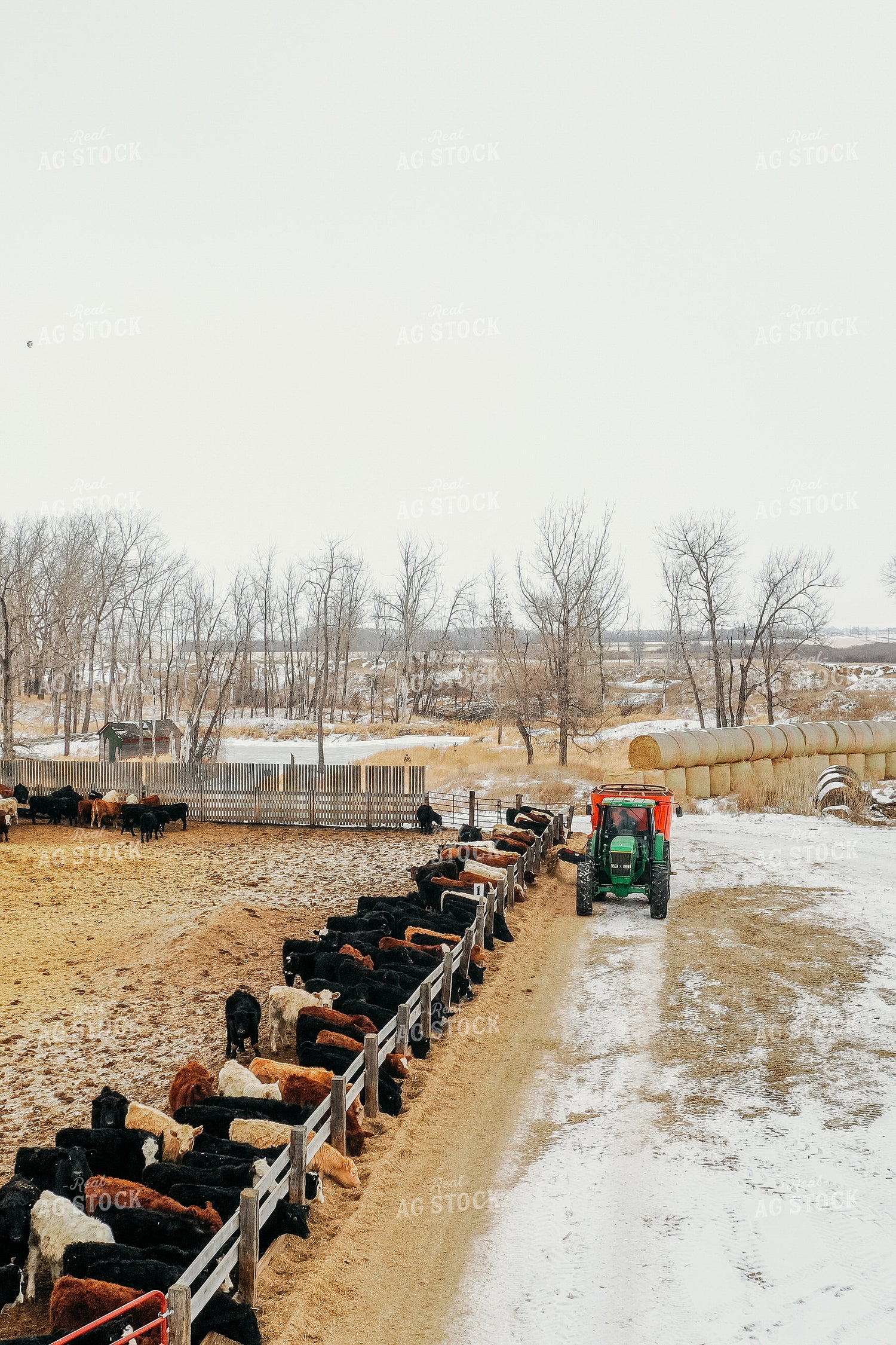 Feeding Cattle in Feedlot 64045