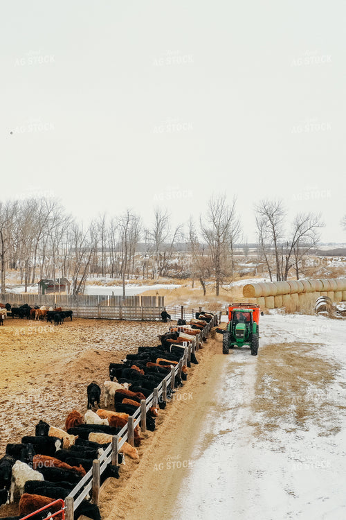 Feeding Cattle in Feedlot 64045