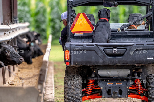 Farmer Checking Cattle in Side by Side 250186