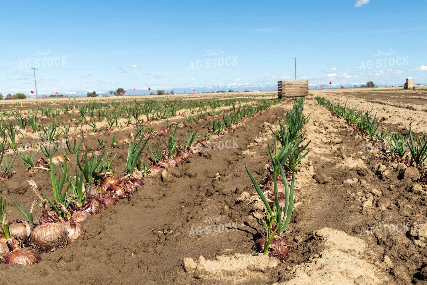 Onion Field 65663