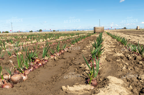 Onion Field 65663