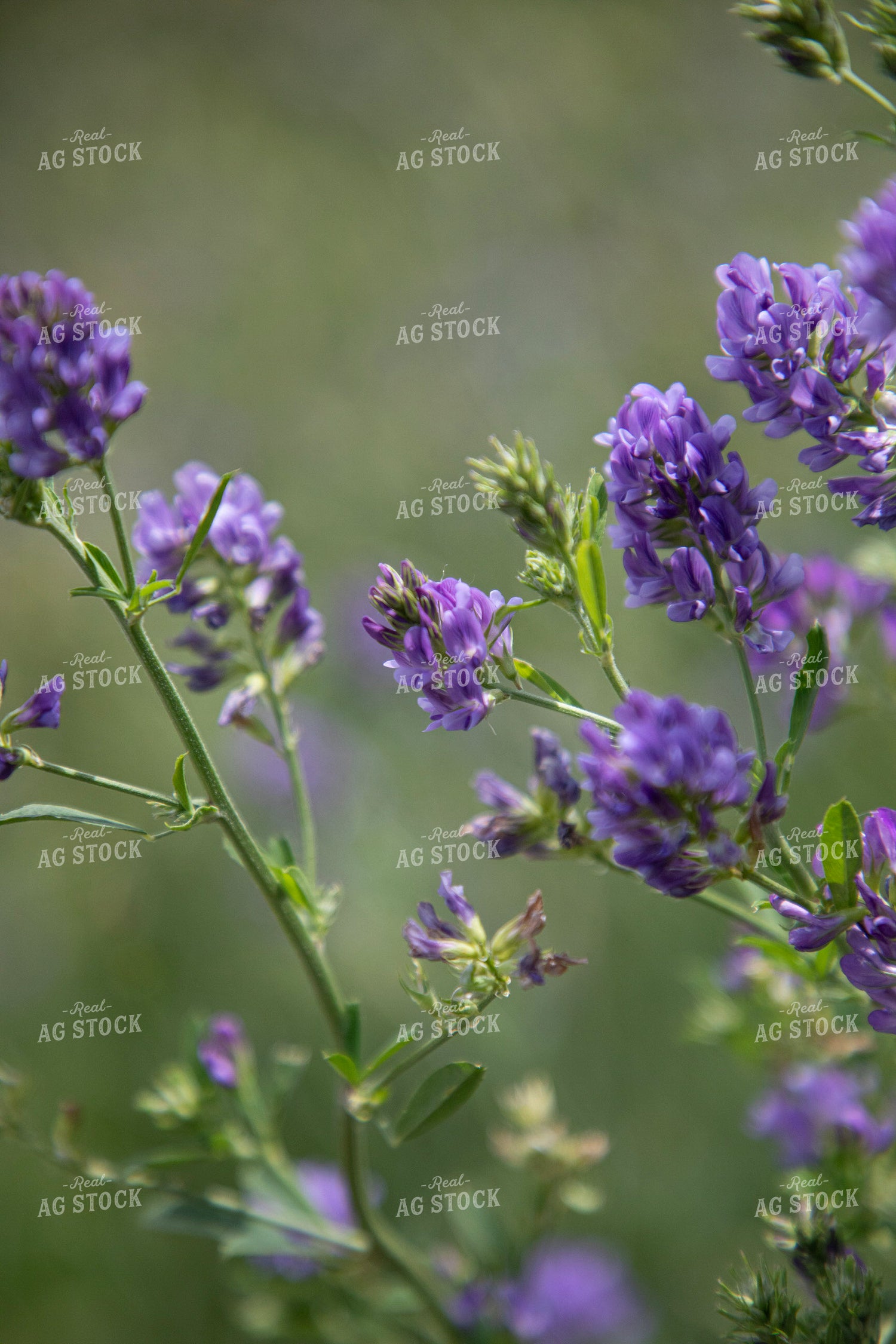 Alfalfa Blooming 117350