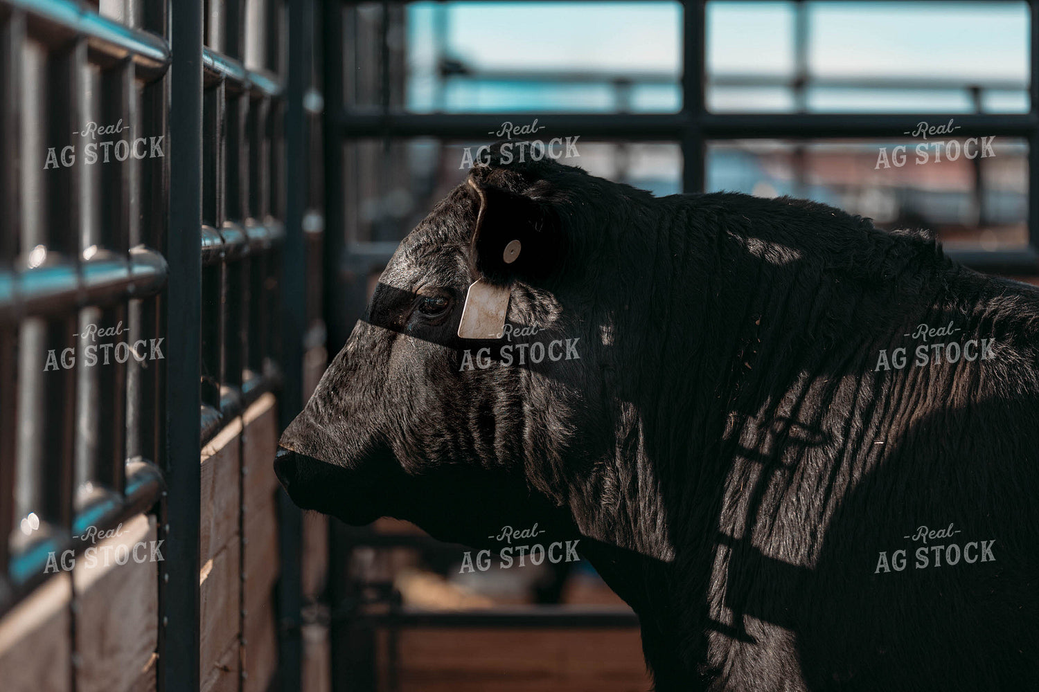 Black Angus Bull in Barn 266006