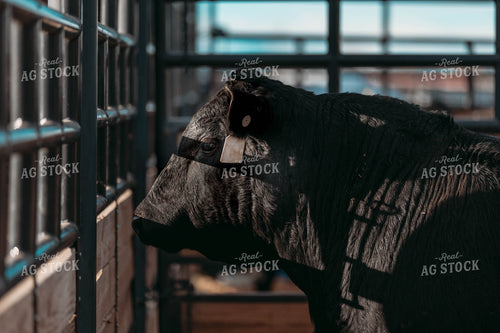 Black Angus Bull in Barn 266006