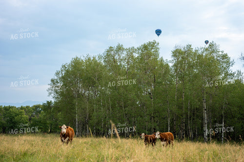 Hereford Cattle on Pasture 65947