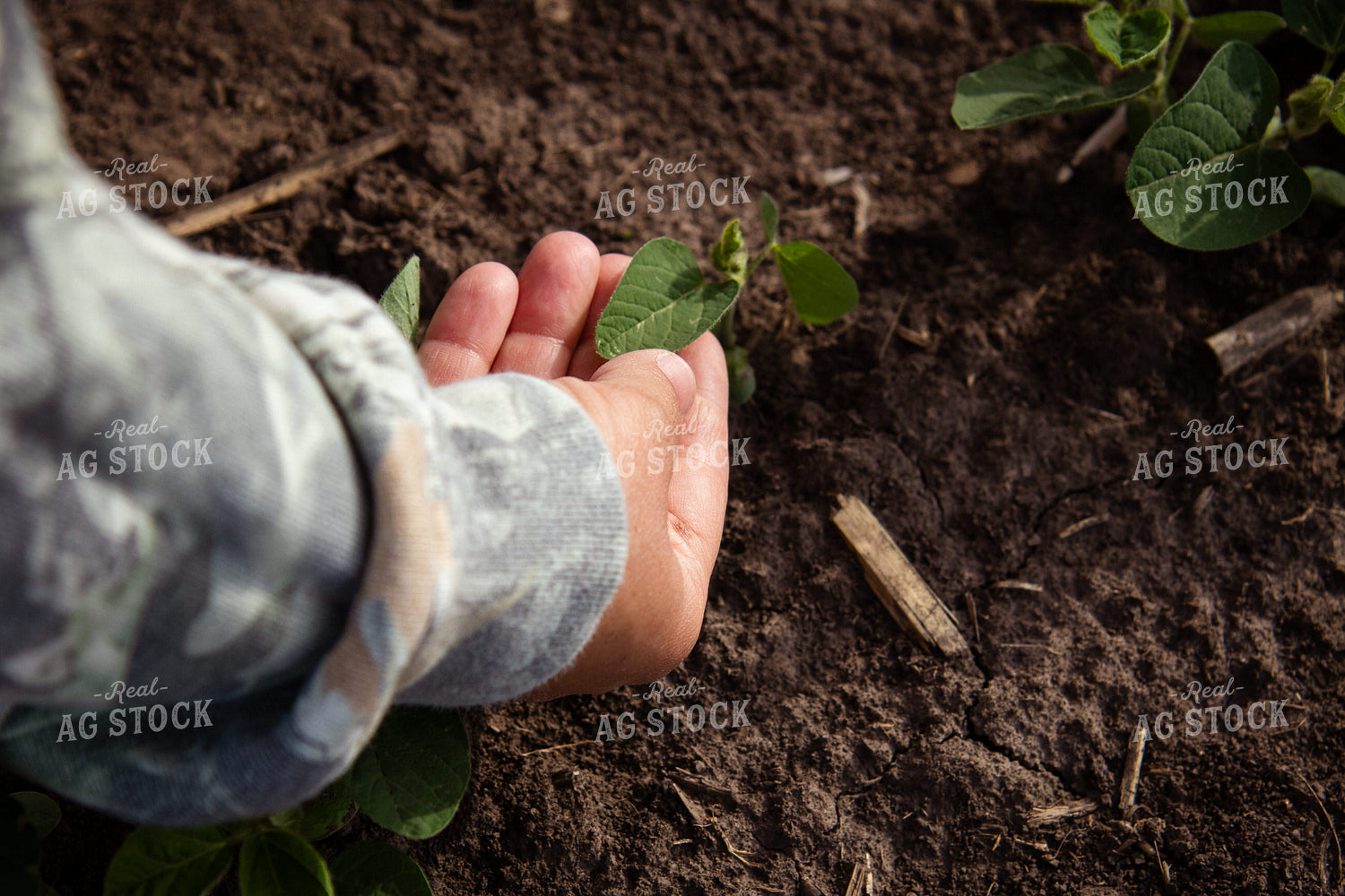 Checking Early Growth Soybeans 268285