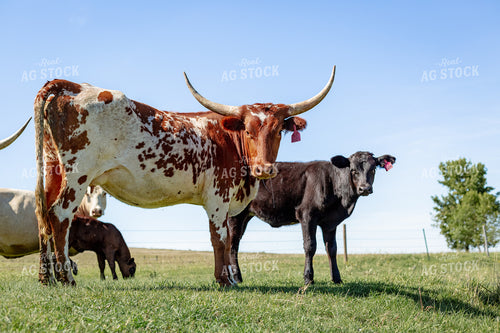 Longhorn Cattle Cow Calf Pair 155308
